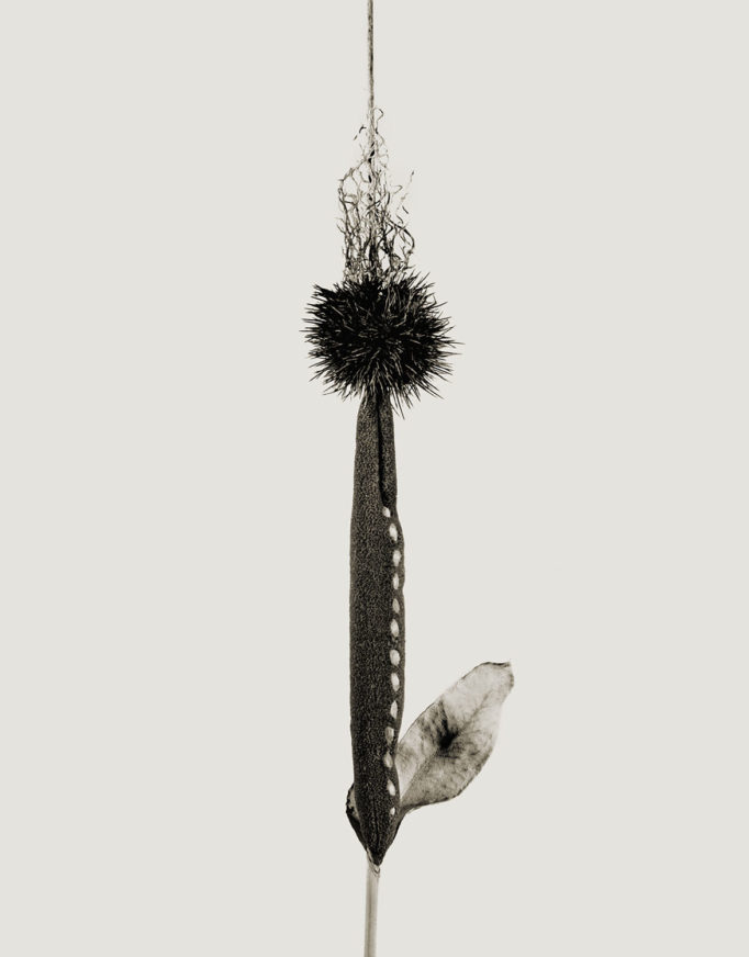 Objeto gris y negro sobre fondo blanco. Joan Fontcuberta
